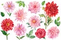 Set of pink and red dahlia, rose flowers isolated white background, watercolor botanical painting Royalty Free Stock Photo