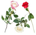 Set from pink, red, white rose flowers isolated Royalty Free Stock Photo