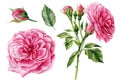 Set pink rose, beautiful flower on an isolated white background, watercolor illustration, botanical painting Royalty Free Stock Photo