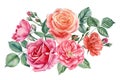 set pink rose, beautiful flower on an isolated white background, watercolor illustration, botanical painting Royalty Free Stock Photo