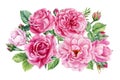 set pink rose, beautiful flower on an isolated white background, watercolor illustration, botanical painting Royalty Free Stock Photo