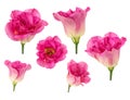 Set of pink rose flowers in different camera angles isolated on white background Royalty Free Stock Photo