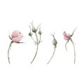 Set of pink rose hip flowers on stem and buds. Floral watercolor illustration hand painted isolated on white background Royalty Free Stock Photo