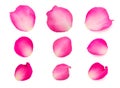 Set of pink rose petals Royalty Free Stock Photo