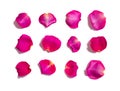Set of pink rose petals on white background Royalty Free Stock Photo