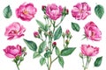 Set of pink roses, buds, leaves on white isolated background, watercolor botanical illustration Royalty Free Stock Photo
