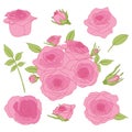 Set of Pink Roses Collection and Green Leaves for Wedding or Valentine Greeting Card Vector Royalty Free Stock Photo