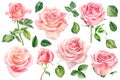 Set pink roses flowers, bud and leaves on a white background, floral design. Hand drawn botanical watercolor painting Royalty Free Stock Photo