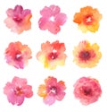 Set of multicolored watercolor flowers on a white background.