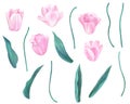 Set of pink tulips with stems and leaves. Elements for design in pastel colors. Hand drawn watercolor illustration Royalty Free Stock Photo