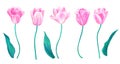 Set of pink tulips with stems and leaves. Elements for design in pastel colors. Hand drawn watercolor illustration Royalty Free Stock Photo