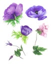 Set of pink violet anemones, clematis and leaves, watercolor painting Royalty Free Stock Photo