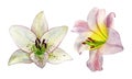 Set of pink and white lily flowers. Separate elements on a white background. Perfect for card design, wedding invitations Royalty Free Stock Photo