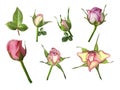 Set pink-white roses on a white isolated background with clipping path. No shadows. Bud of a rose on stalk with green leaves.