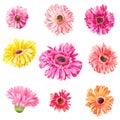 Set of pink and yellow gerbera`s heads