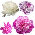 Set of 4 pions of different colors. White, pink and lilac peonies on a white background