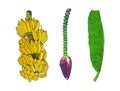 Set of Pisang Awak banana, hand draw sketch vector Royalty Free Stock Photo