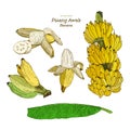 Set of Pisang Awak banana, hand draw sketch vector