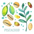 Set of pistachio nuts, leaves and fruits. Hand drawn watercolor illustration Royalty Free Stock Photo