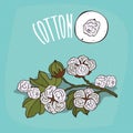 Set of plant Cotton flowers herb