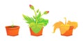 Set plant illustration