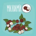 Set of plant Macadamia nuts herb