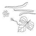 Set of plant parts haricot, leaves and flower, pod with seeds and beans outline