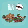 Set of plant Peanut nuts herb
