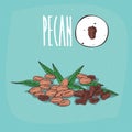 Set of plant Pecan nuts herb