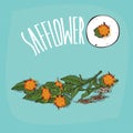 Set of plant Safflower flowers herb