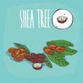 Set of plant Shea tree nuts herb