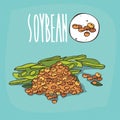 Set of plant Soybean beans herb