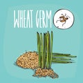 Set of plant Wheat germ grains herb