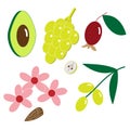 Set of plants for cosmetic oils, avocado, grapes, almonds, olive branch, rosehip, vector flat illustration