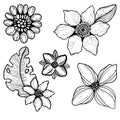 Set of 5 plants, flowers drawn by hand. Bluebell, Aster, chamomile, sunflower, poppy. Vector black and white illustration. Royalty Free Stock Photo