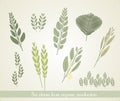 Set plants from organic production, vector Royalty Free Stock Photo