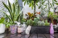 Set of plants, pots and assorted decorative objects on a terrace