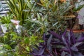 Set of plants, pots and assorted decorative objects on a terrace