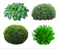 Set of plants and shrubs isolates