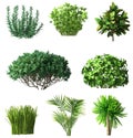 Set of plants and shrubs isolates