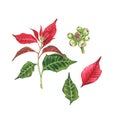 Set of Poinsettia, a Christmas flower on a white background. Watercolor illustration of a red poinsettias. Euphorbia pulcherrima. Royalty Free Stock Photo