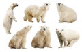 Set of polar bears. Isolated over white Royalty Free Stock Photo