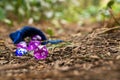 Polyhedral dice in a woodland environment Royalty Free Stock Photo