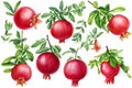 Set of pomegranates, ripe fruits on isolated white background, watercolor botanical illustration Royalty Free Stock Photo