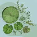 Set of pond elements water plants Royalty Free Stock Photo