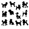 Set of Poodle Silhouette vector Illustration Eps10 Royalty Free Stock Photo