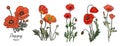 Set of Poppy, August birth month flowers vector.