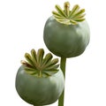 Set of Poppy green capsule on white background