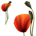 Set of Poppy green and red capsule on white background