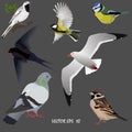 Set of popular urban birds